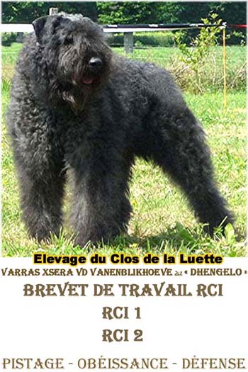 DHENGELO elevage du clos de la luette &copy;